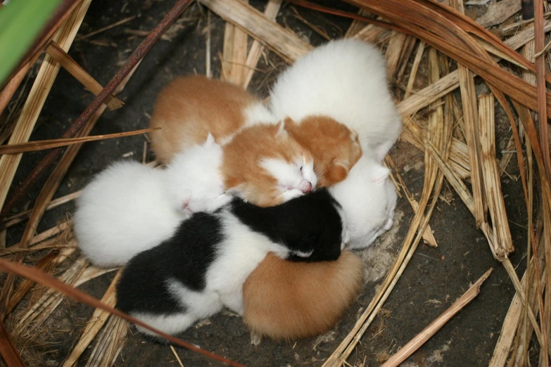 three orange and white kittens cuddle together in a nest