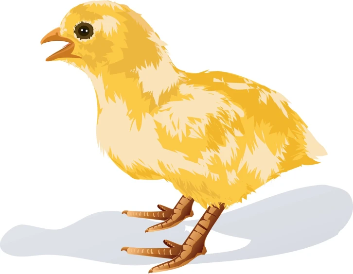a bird in yellow and white with a light brown beak