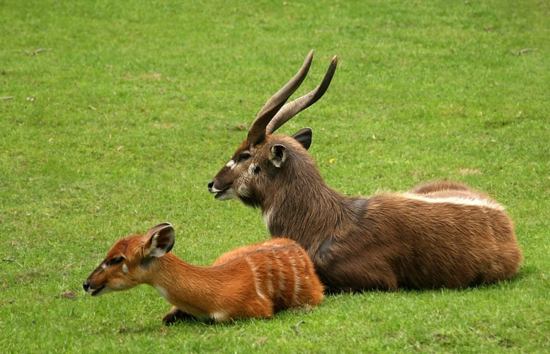 a small deer sits next to an older one on a grassy field