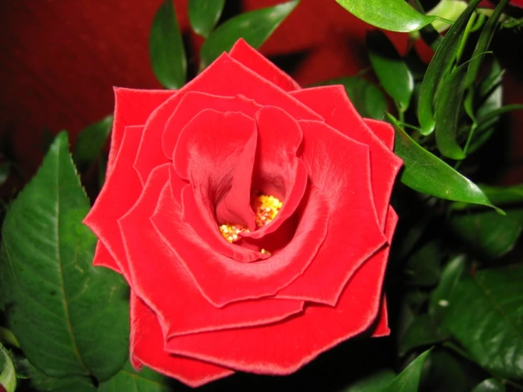 a red flower with a few petals on it