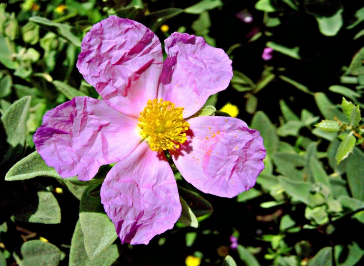 a large pink flower that is on a bush