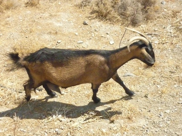 a goat walks in the dirt towards the camera