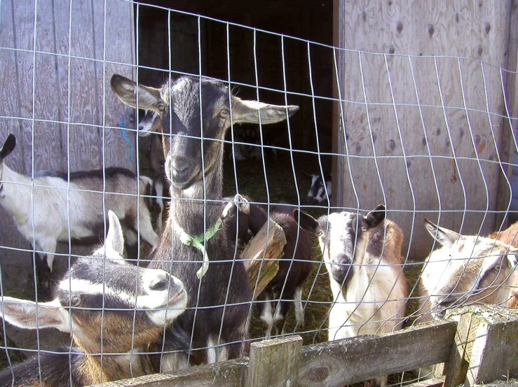 four goats looking out the fence of their pen