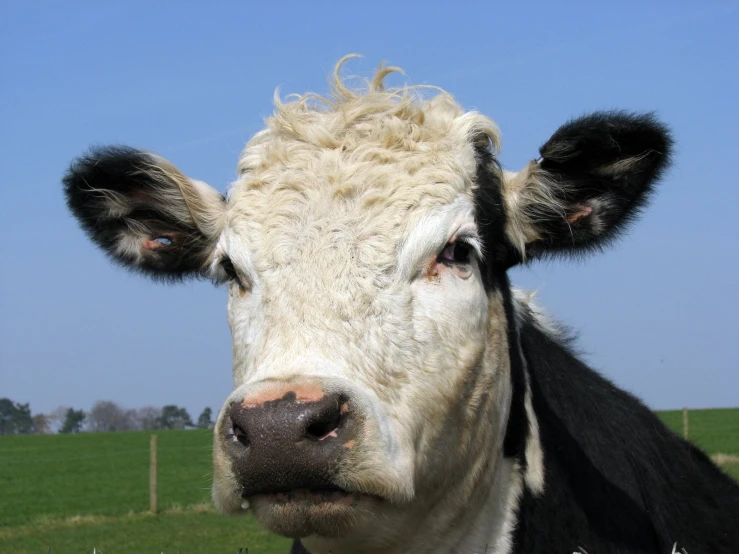 close up of the head of a black and white cow