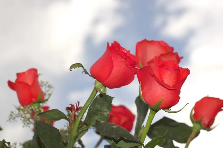 red roses growing out of the ground under cloudy skies