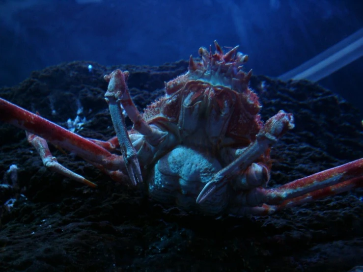 a close up of a crab on a rocky cliff