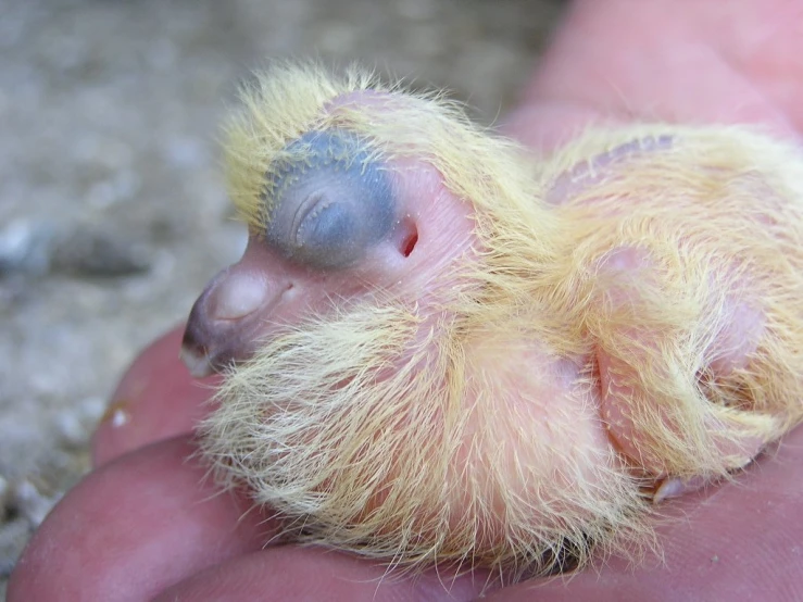 the tiny bird is in the persons hand