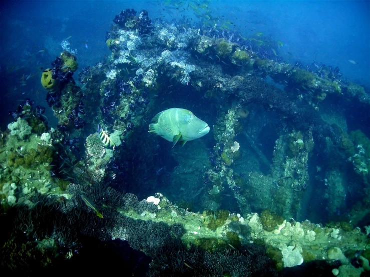 a group of fish swimming over the ocean floor