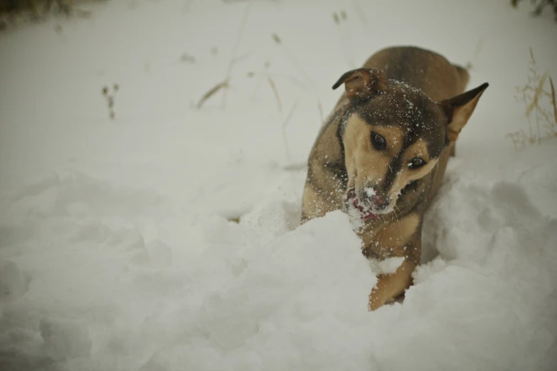 a dog in the snow looking around