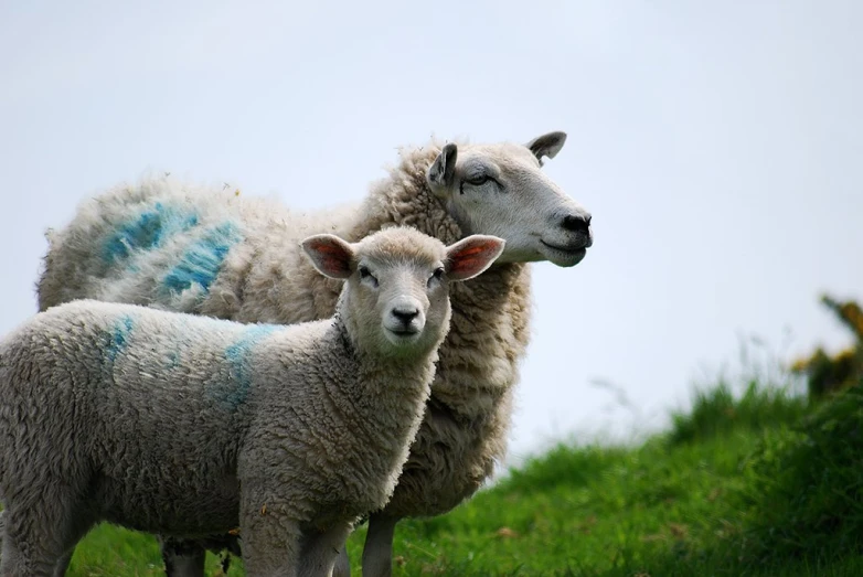two sheep with blue patches are standing on a grassy hill