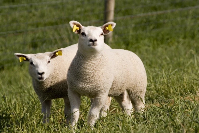 two sheep standing in the middle of a green field