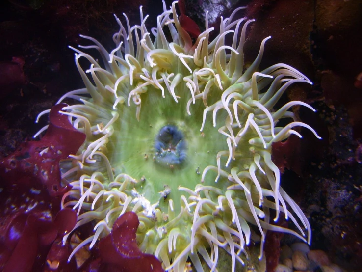 an sea urchin is covered in thin white algae