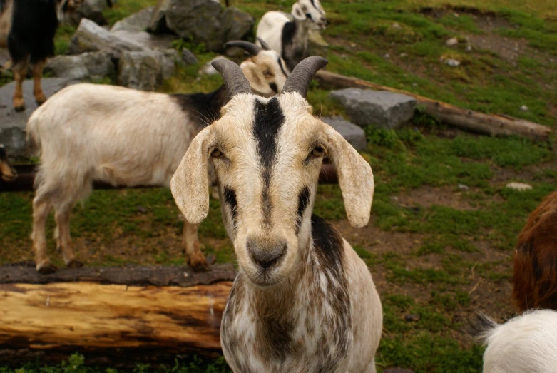 several goats grazing on grass near rocks and dirt