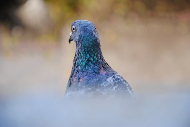 a colorful bird with blurry back ground