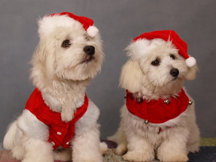 two small dogs are dressed up for the christmas holiday