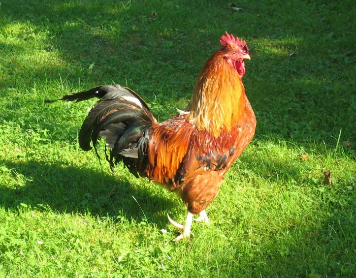 rooster with large head standing on grass in open area