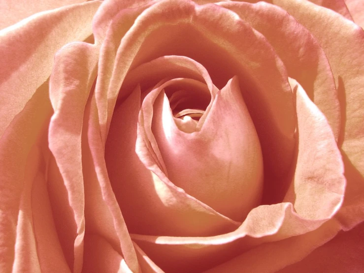 closeup pograph of pink rose showing the budding