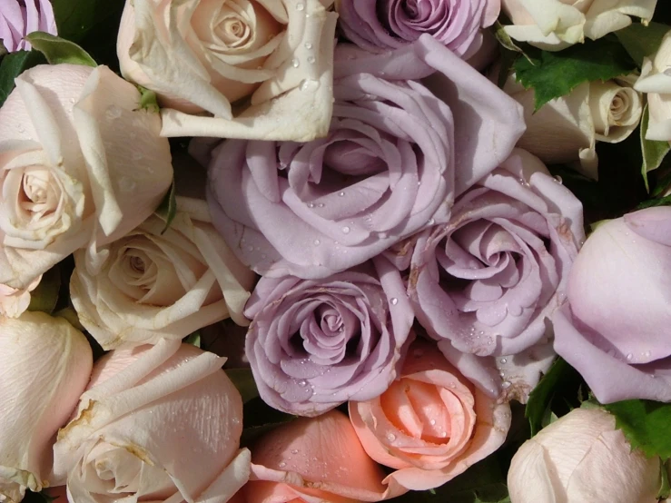 a group of flowers with water drops on them