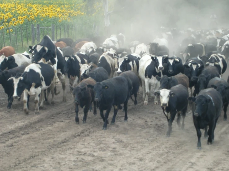 a group of cattle moving on dirt trail