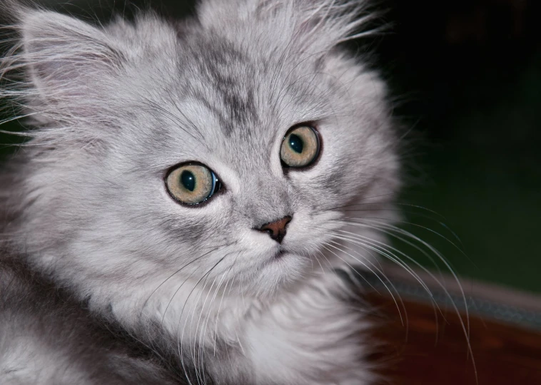 a white cat sitting with blue eyes staring