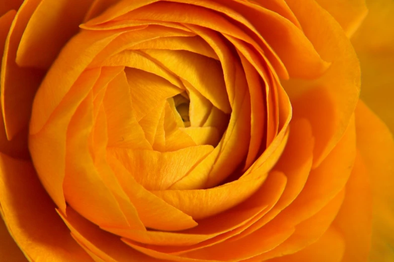 a close up image of a yellow flower