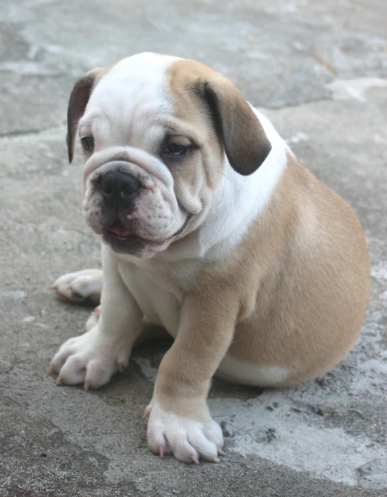 a brown and white puppy sitting on the ground next to another dog
