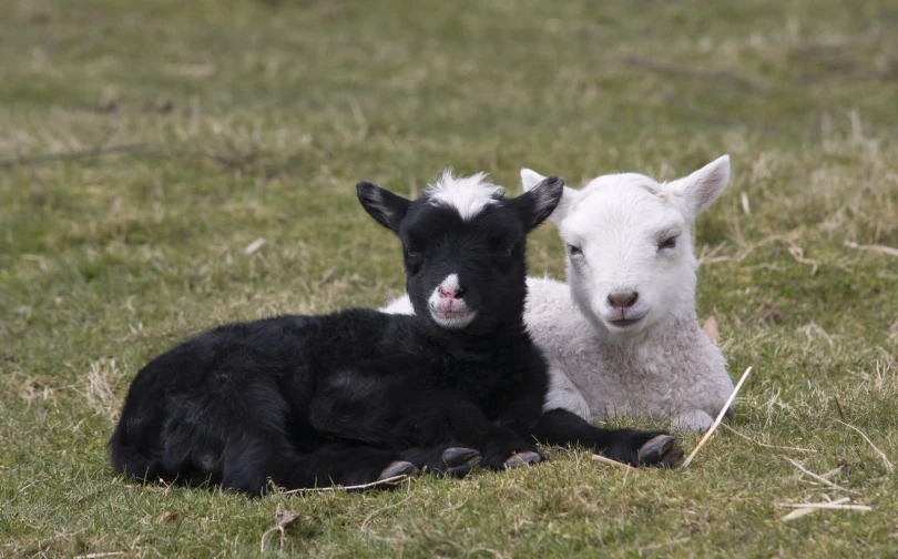 a baby lamb laying next to an adult lamb on a grass covered field