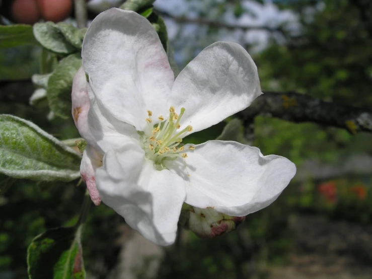 a blossom on a tree in the middle of a forest