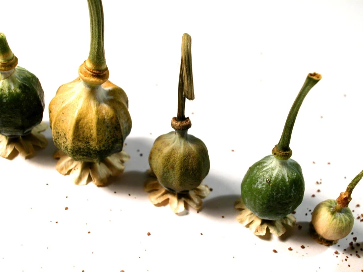 five different seed pods with their stems pulled back to show the seed on each of them