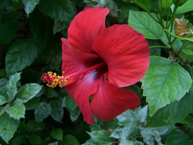 a red hibise flower in between green leaves