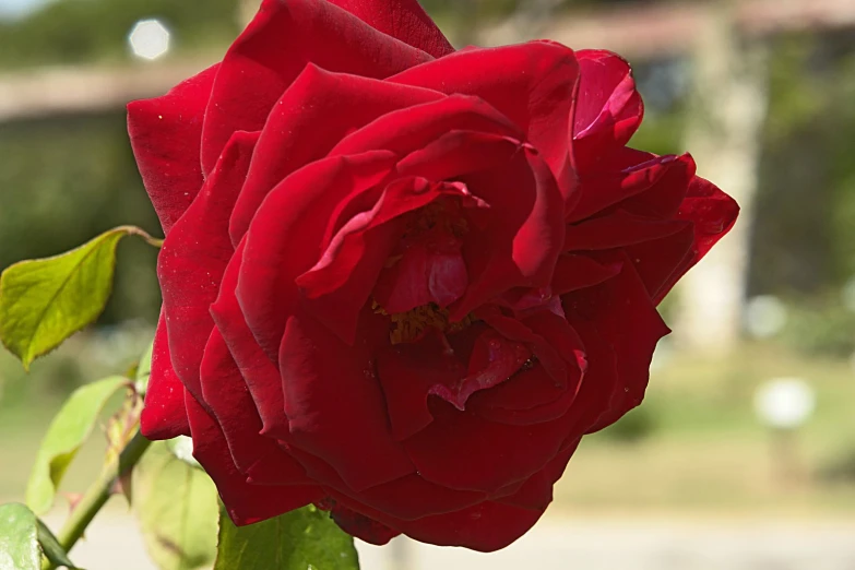 red flower in middle of greenery with street in background