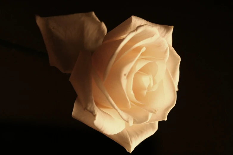 a single white rose in a black background