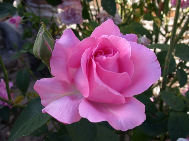 a pink flower with several large leaves