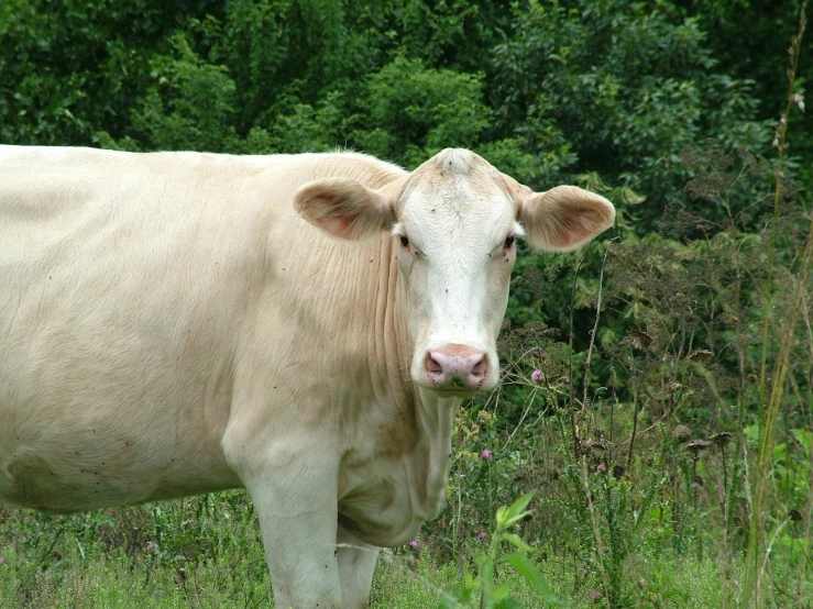 a cow with a white face standing in the grass
