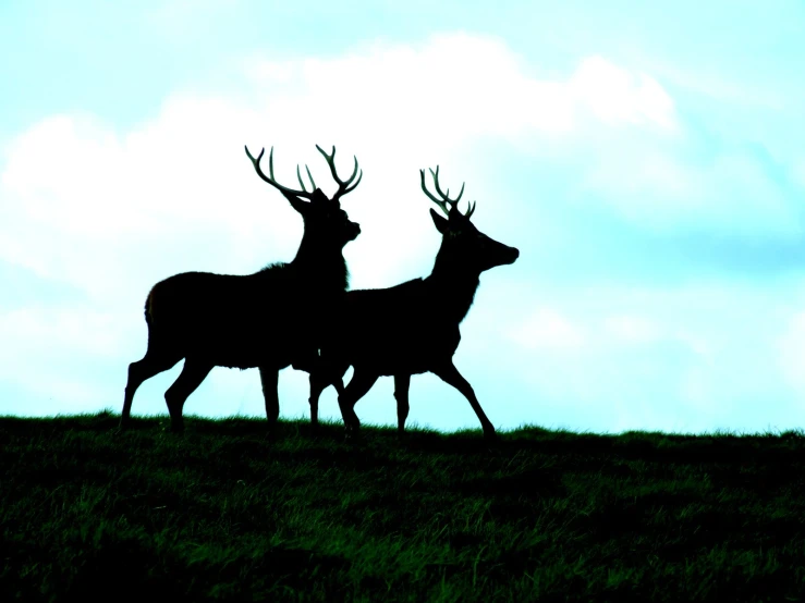 two deer walking across a lush green field