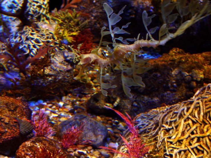 seahorse and other fish among corals in an aquarium