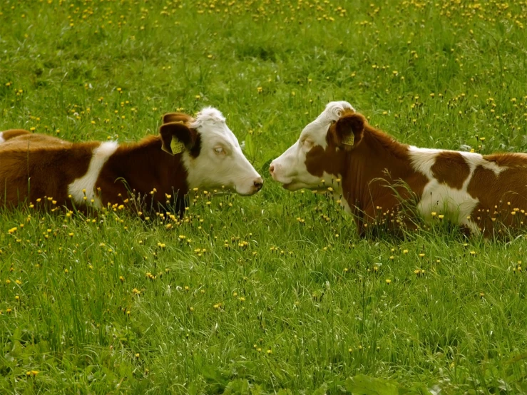two brown and white cows lying in a grassy field
