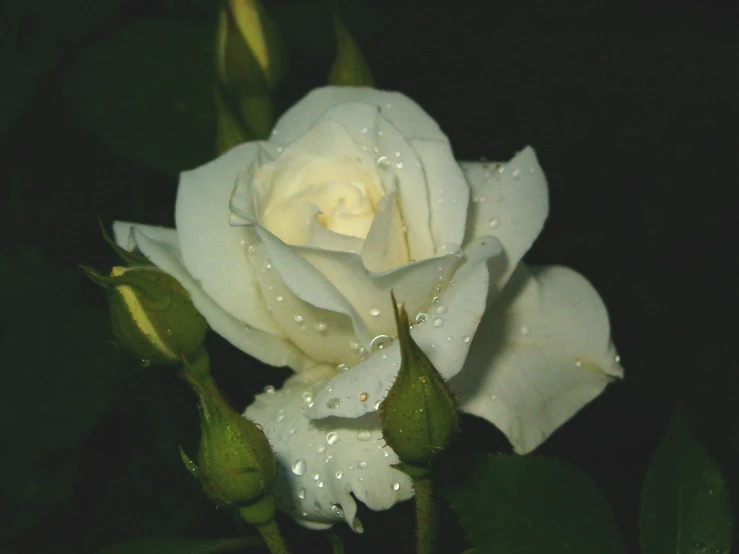 a white rose is budding with water drops on its petals