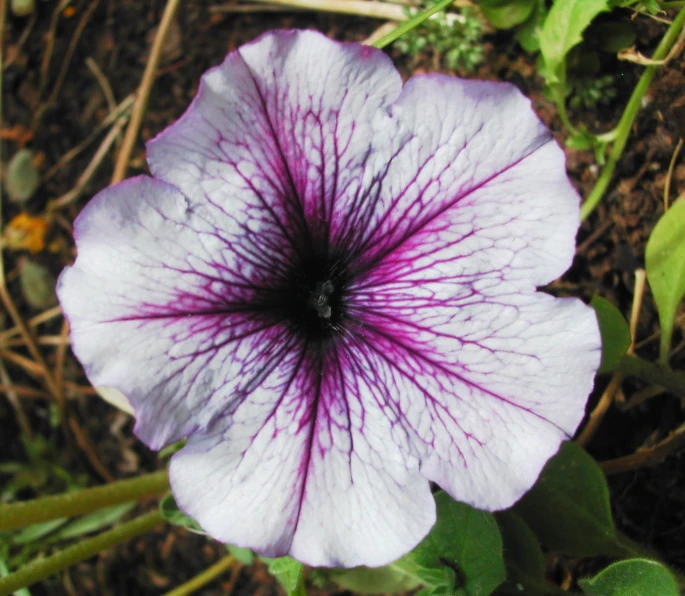 purple and white flower with water droplets in the center