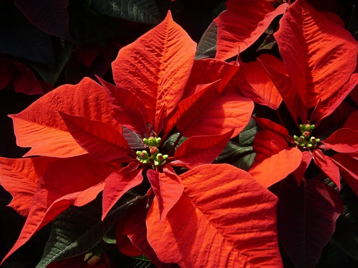 two bright red poinsettias close to one another