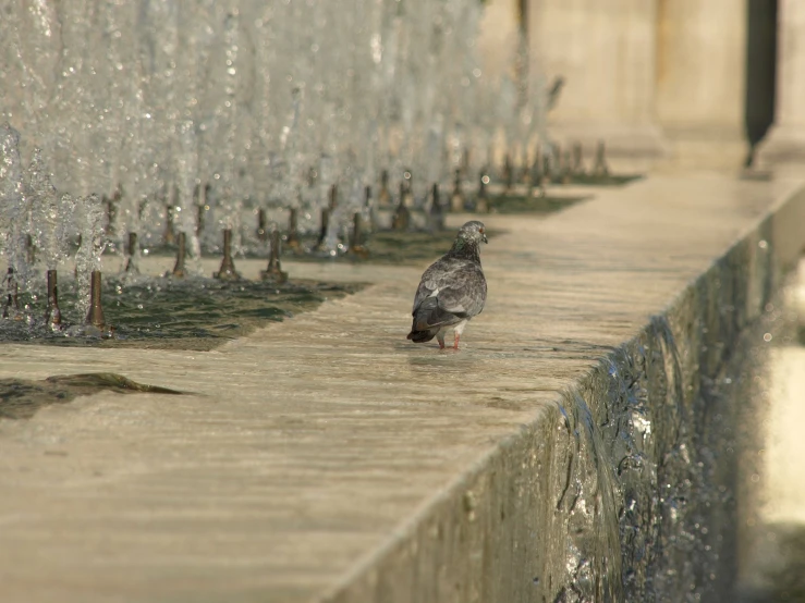 a bird standing in water next to a water fountain