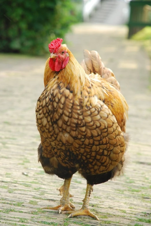 a chicken with a red comb stands on bricks