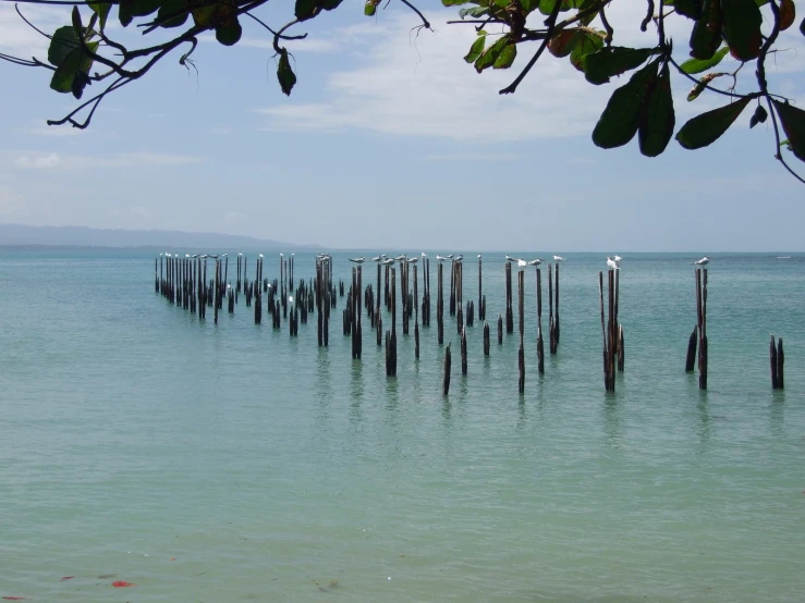 birds on poles sticking out of the water