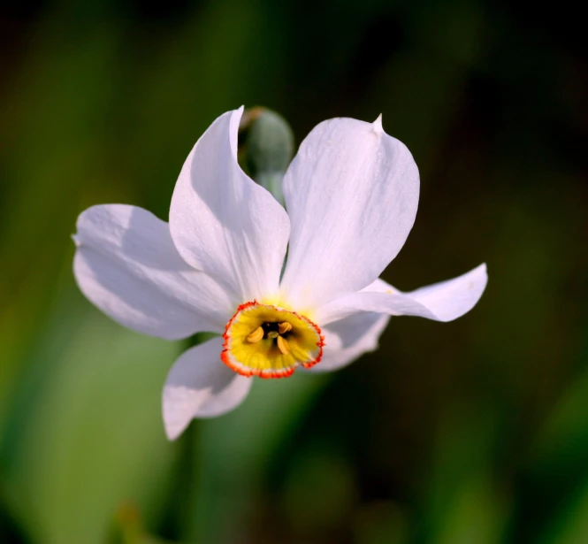 a beautiful, white flower with orange stamen sits in the sunlight