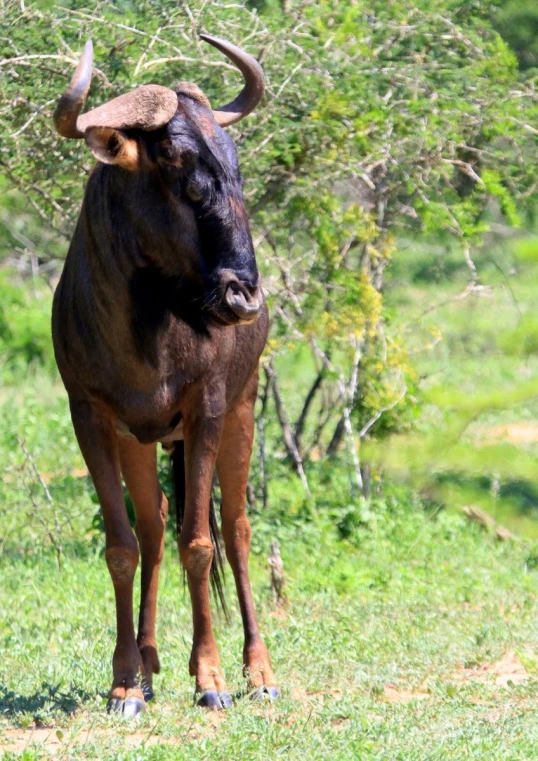 a large brown steer standing in a lush green forest