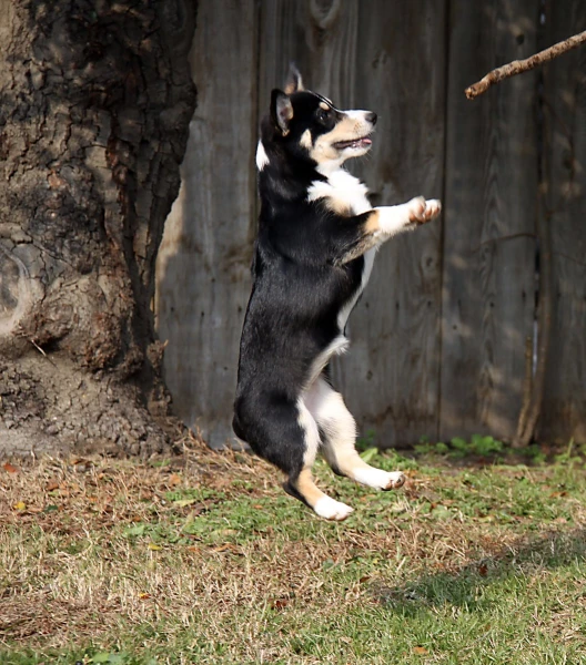a dog jumps in the air to catch a frisbee