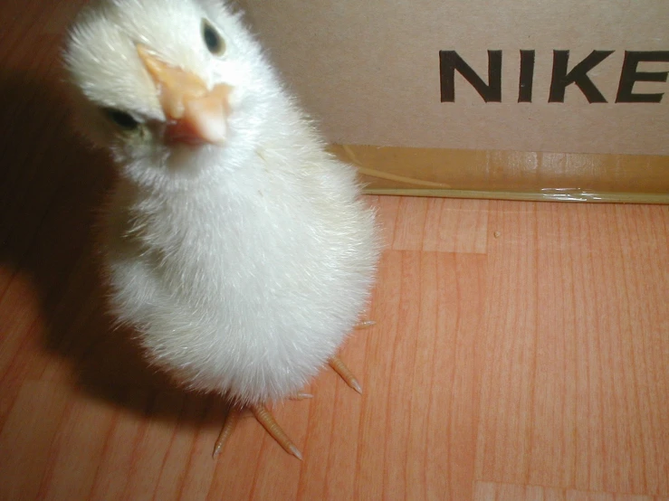 a white baby chicken in front of a box with a name tag