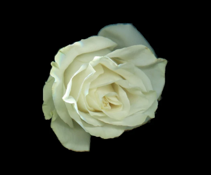 the white rose is in the dark with a black background