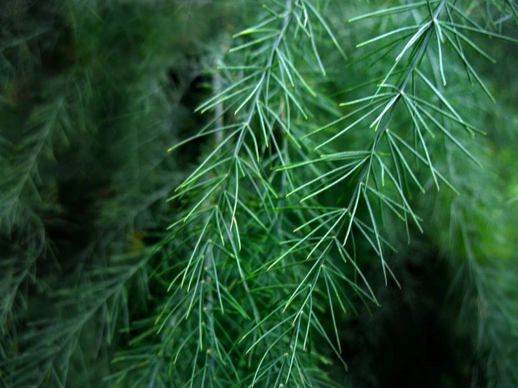 the tree nches have very sharp needles on them