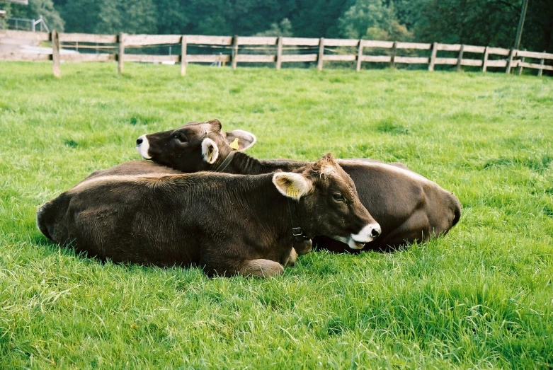 two cows laying down in a green field